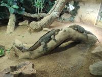 Jersey Zoo