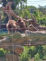 Jersey Zoo