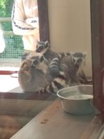 Jersey Zoo &ndash; &copy; Sten Bernhardt (Eberhardt TRAVEL)