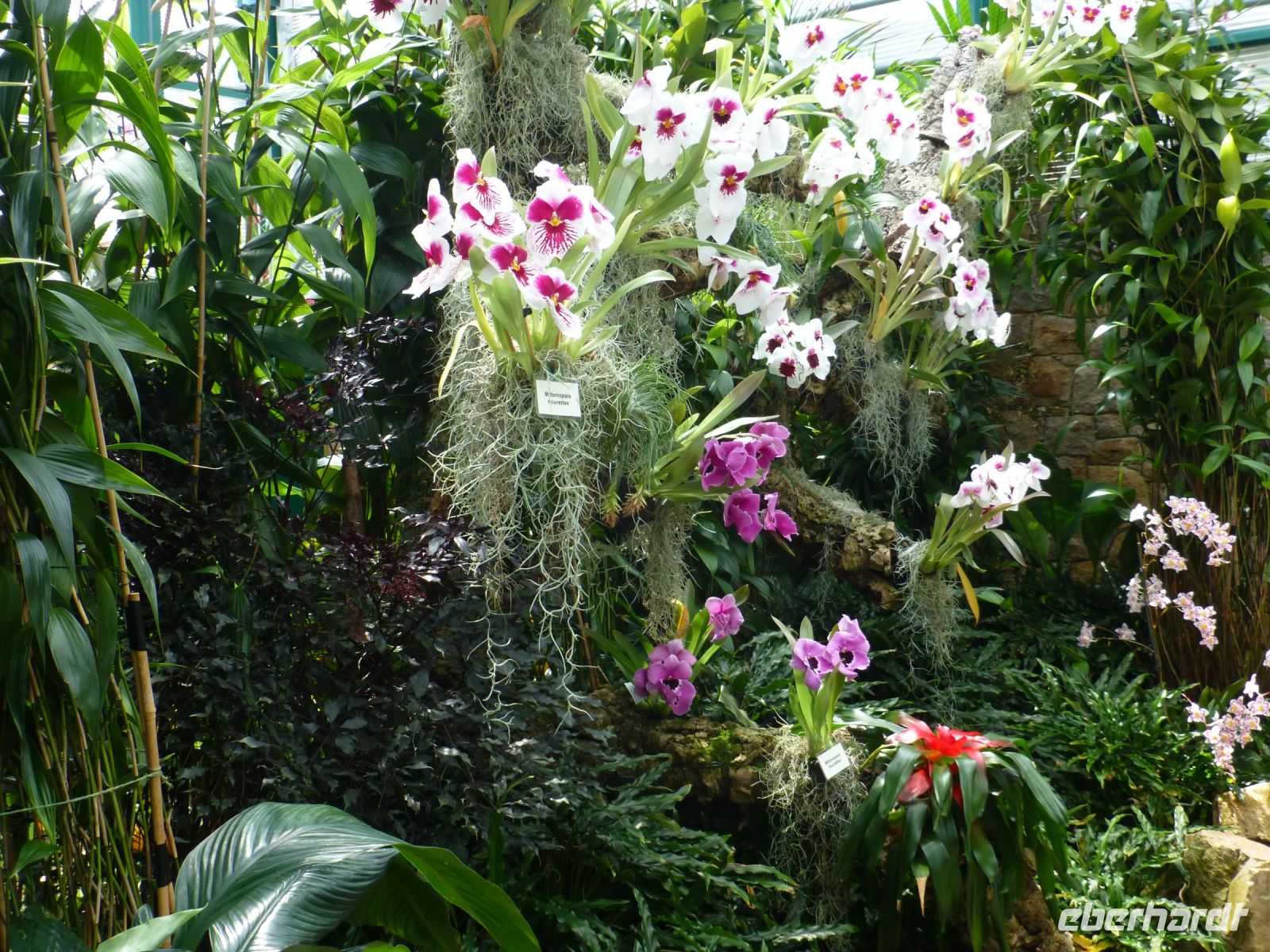 Orchideen scheinen eine eigene Persönlichkeit zu haben. &ndash; &copy; Vivian Kreft (Eberhardt TRAVEL)