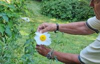 Ernste zeigt uns die Spiegelei-Blume &ndash; &copy; Kristin Weigel (Eberhardt TRAVEL)