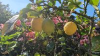 Gartentour auf Jersey - Zitronen im Hausgarten von Mrs Binnie
