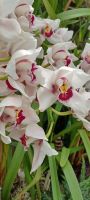 Orchideen &ndash; &copy; Barbara Pflicke (Eberhardt TRAVEL)