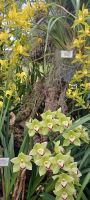 Orchideen &ndash; &copy; Barbara Pflicke (Eberhardt TRAVEL)