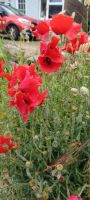 Mohn &ndash; &copy; Barbara Pflicke (Eberhardt TRAVEL)