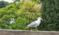 134 Spaziergang im Candie Garden auf Guernsey