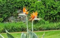 137 Strelizien im Candie Garden in St Peter Port &ndash; &copy; Kristin Weigel (Eberhardt TRAVEL)