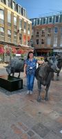 bei den Jersey Cows