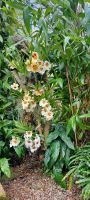 Orchid Foundation &ndash; &copy; Barbara Pflicke (Eberhardt TRAVEL)