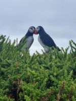 Plemont Bay (3) &ndash; &copy; Marcus Hasselhorst (Eberhardt TRAVEL)