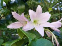 die Guernsey Lilly &ndash; &copy; Marta Rass (Eberhardt TRAVEL)