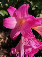 Jersey Lilly