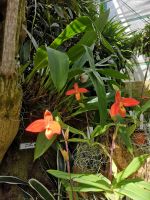 Die Schönheiten aus der Eric Young Orchid Foundation  &ndash; &copy; Marta Rass (Eberhardt TRAVEL)