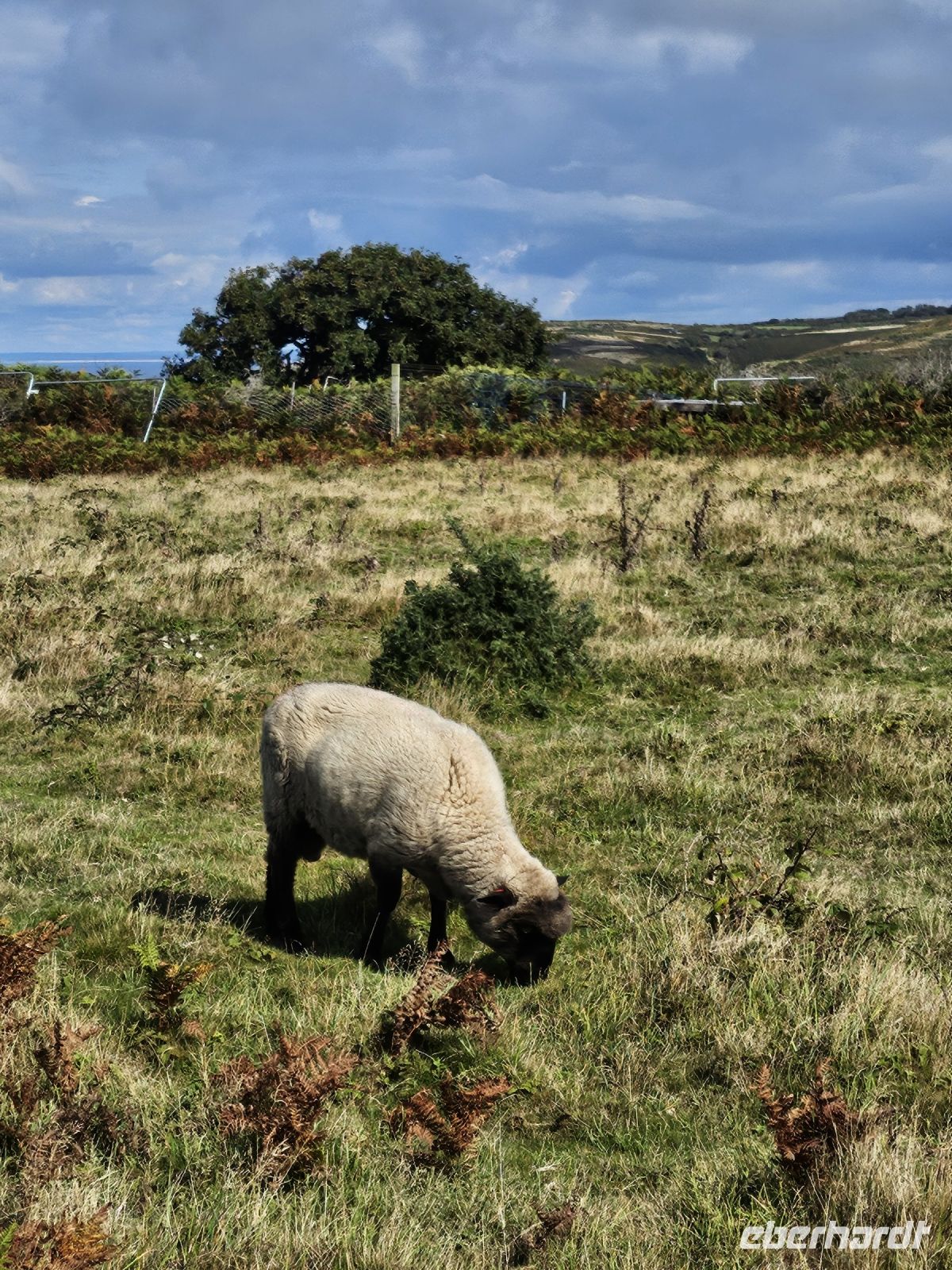 Jersey-Schaf &ndash; &copy; Mariele Koeckeritz (Eberhardt TRAVEL)