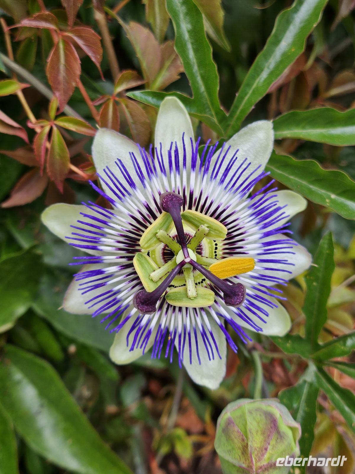 Passionsblume &ndash; &copy; Mariele Koeckeritz (Eberhardt TRAVEL)