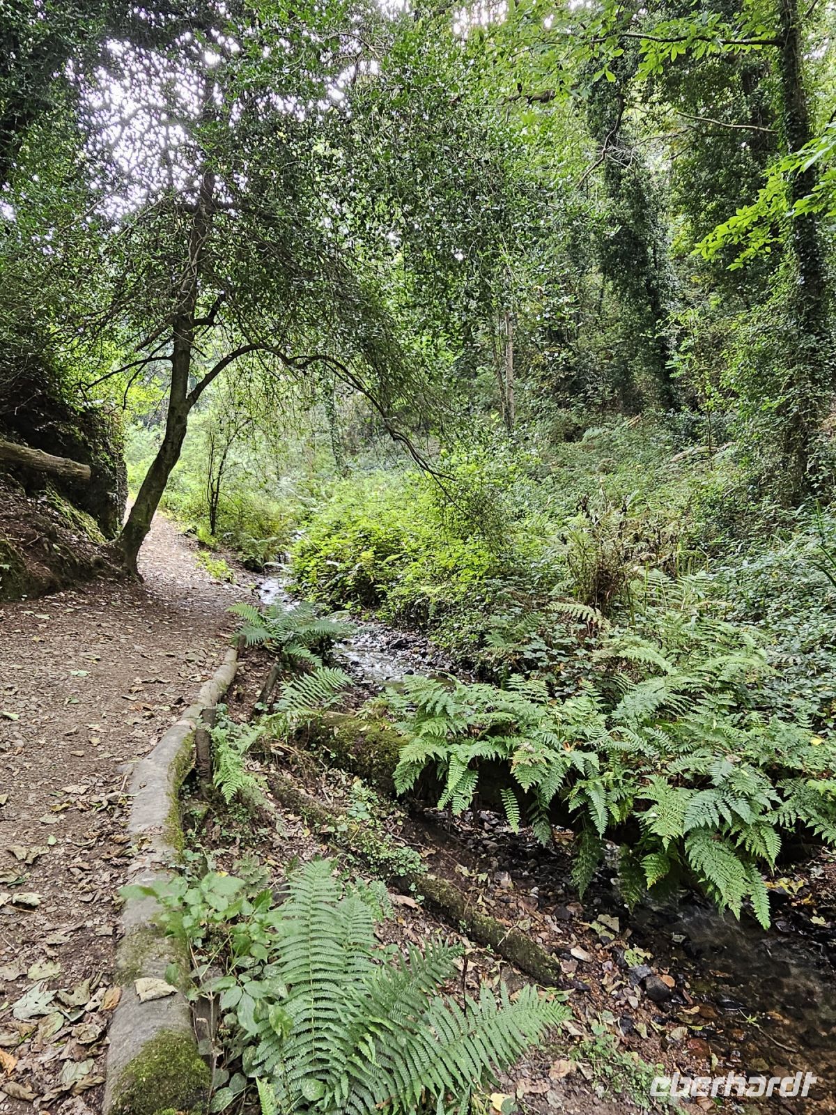 St. Cathrine Woods &ndash; &copy; Mariele Koeckeritz (Eberhardt TRAVEL)