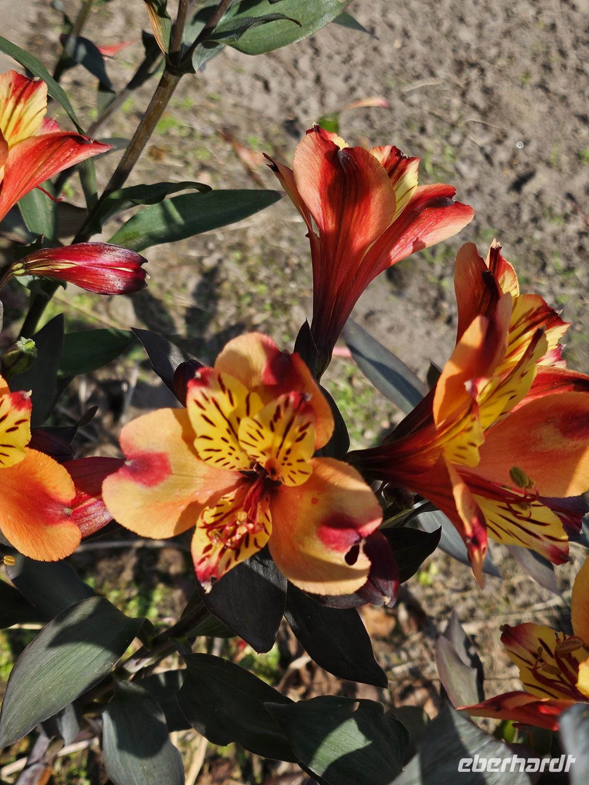 herrliche Blumen &ndash; &copy; Mariele Koeckeritz (Eberhardt TRAVEL)
