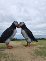 Puffins &ndash; &copy; Mariele Koeckeritz (Eberhardt TRAVEL)