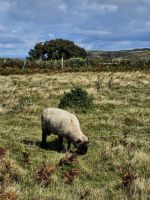 Jersey-Schaf &ndash; &copy; Mariele Koeckeritz (Eberhardt TRAVEL)