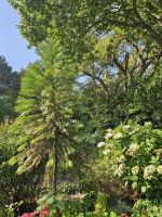 Baum aus der Urzeit &ndash; &copy; Mariele Koeckeritz (Eberhardt TRAVEL)