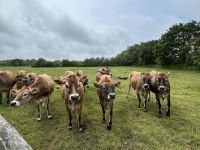 28.05.2025 Jersey Cows &ndash; &copy; Anne Fohlert (Eberhardt TRAVEL)