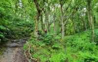 Wanderung durch den Wald Egypt Woods