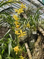 Erich Young Orchid Foundation, Cymbidium Pauwelsii &ndash; &copy; Anna Jeske (Eberhardt TRAVEL)