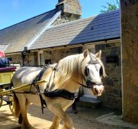 Auf Sark gibt es keine Autos, nur Pferdekutschen und Traktoren. Rundreise Jersey und Guernsey - Kanalinseln entdecken (GB-JERF8)  &ndash; &copy; Martina Wegener (Eberhardt TRAVEL)