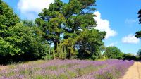 Lavendelfarm. Rundreise Jersey und Guernsey - Kanalinseln entdecken (GB-JERF8) &ndash; &copy; Martina Wegener (Eberhardt TRAVEL)