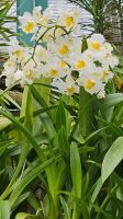 Orchideenneuzüchtung der E.Young Foundation.jpg &ndash; &copy; Steffi Lambrecht (Eberhardt TRAVEL)