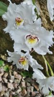 Orchidee in der E. Young Foundation.jpg &ndash; &copy; Steffi Lambrecht (Eberhardt TRAVEL)