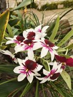 Orchideen in der Young Foundation &ndash; &copy; Britta Martini-Miles (Eberhardt TRAVEL)