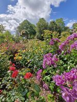 Rosenpracht &ndash; &copy; Britta Martini-Miles (Eberhardt TRAVEL)