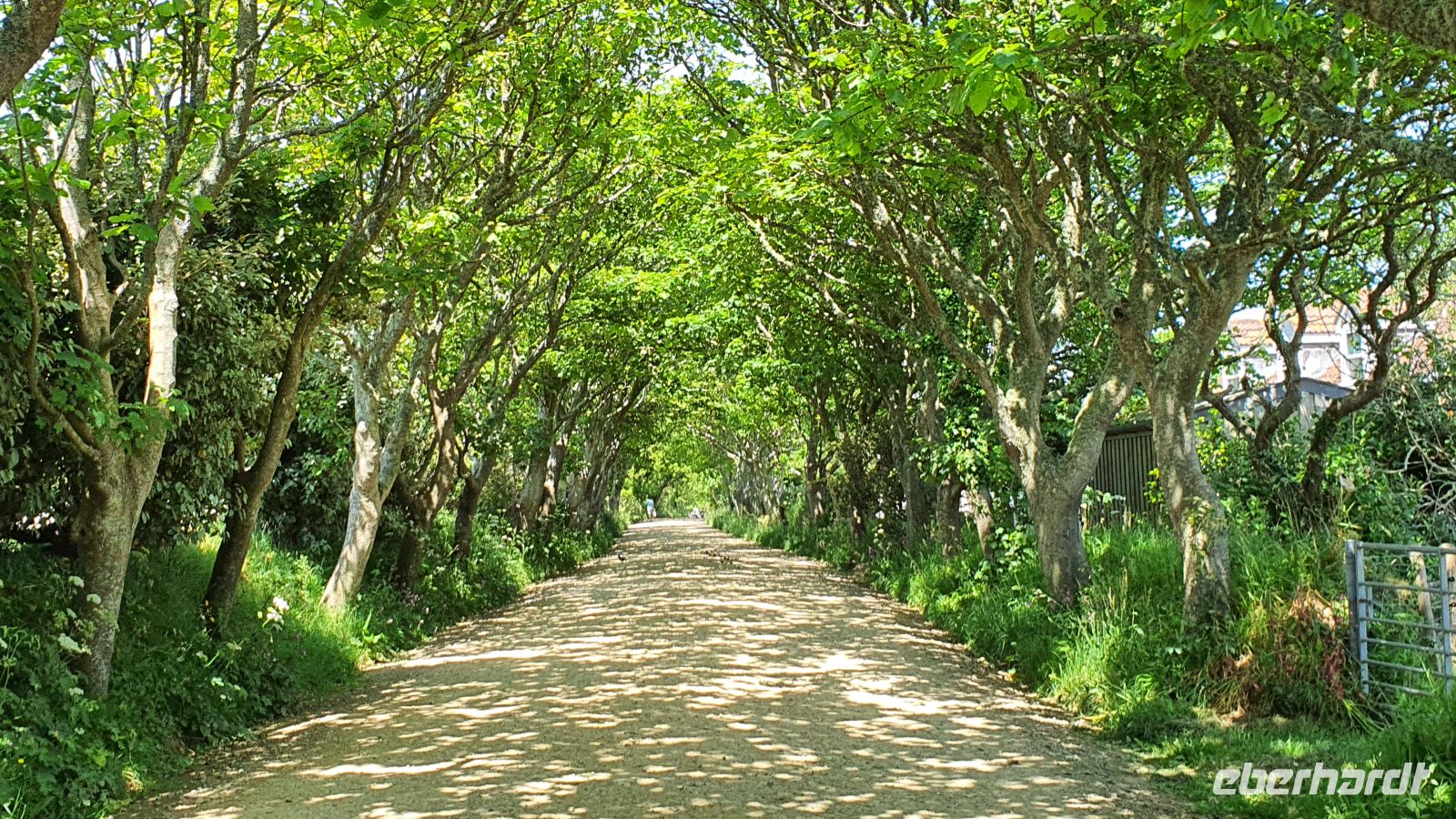 Herrlich schattige Allee auf Sark - Rue de la Seigneurie &ndash; &copy; Kristin Weigel (Eberhardt TRAVEL)