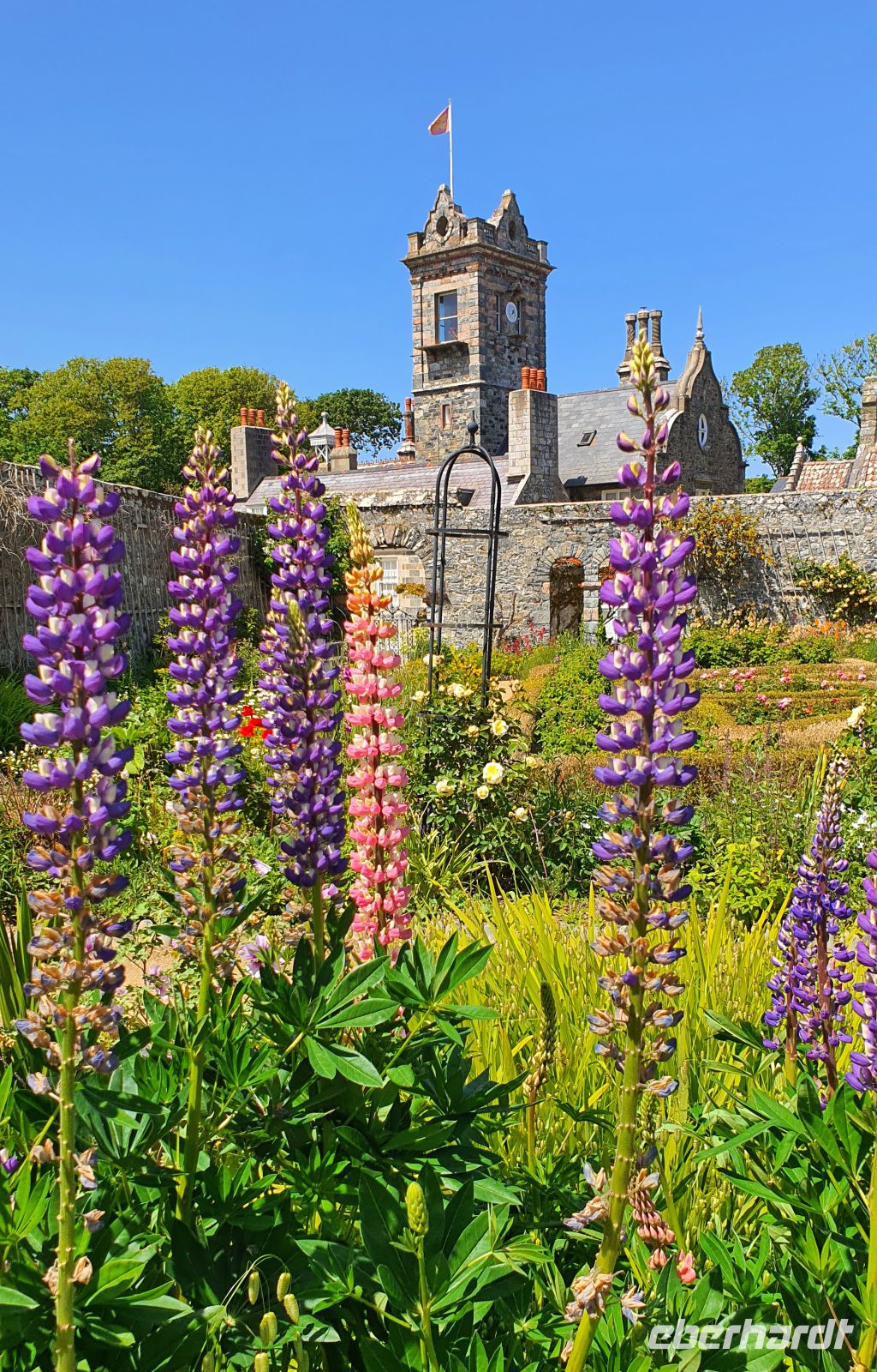 Gärten der Seigneurie auf Sark - Lupinen &ndash; &copy; Kristin Weigel (Eberhardt TRAVEL)
