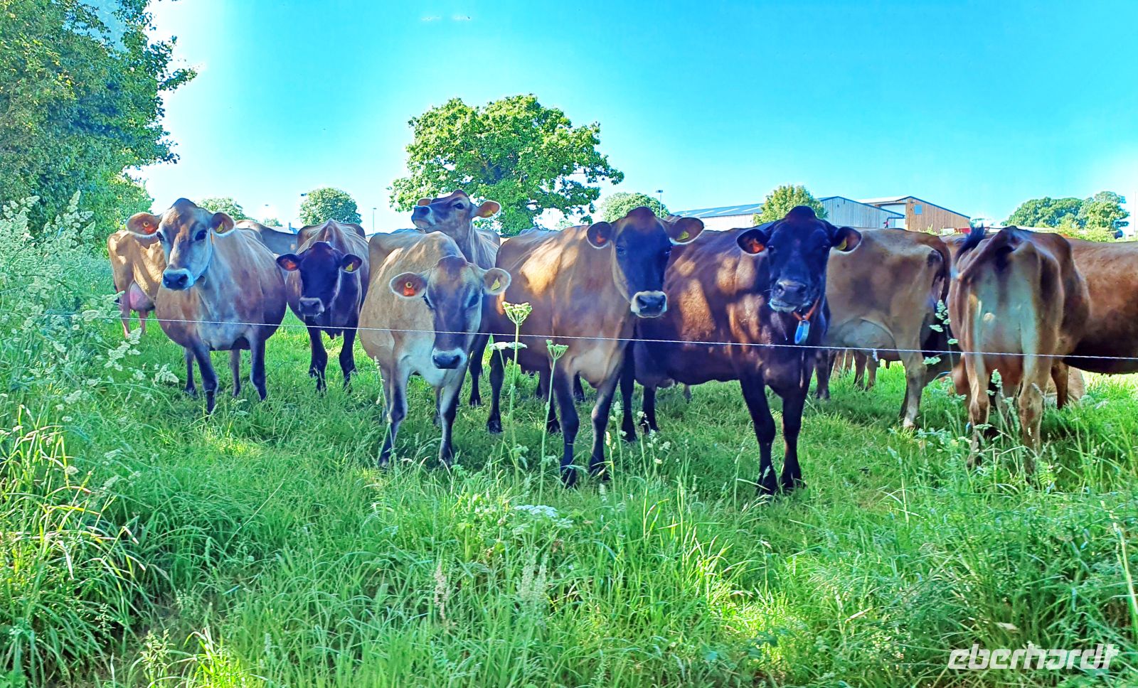 Jersey Kühe &ndash; &copy; Kristin Weigel (Eberhardt TRAVEL)