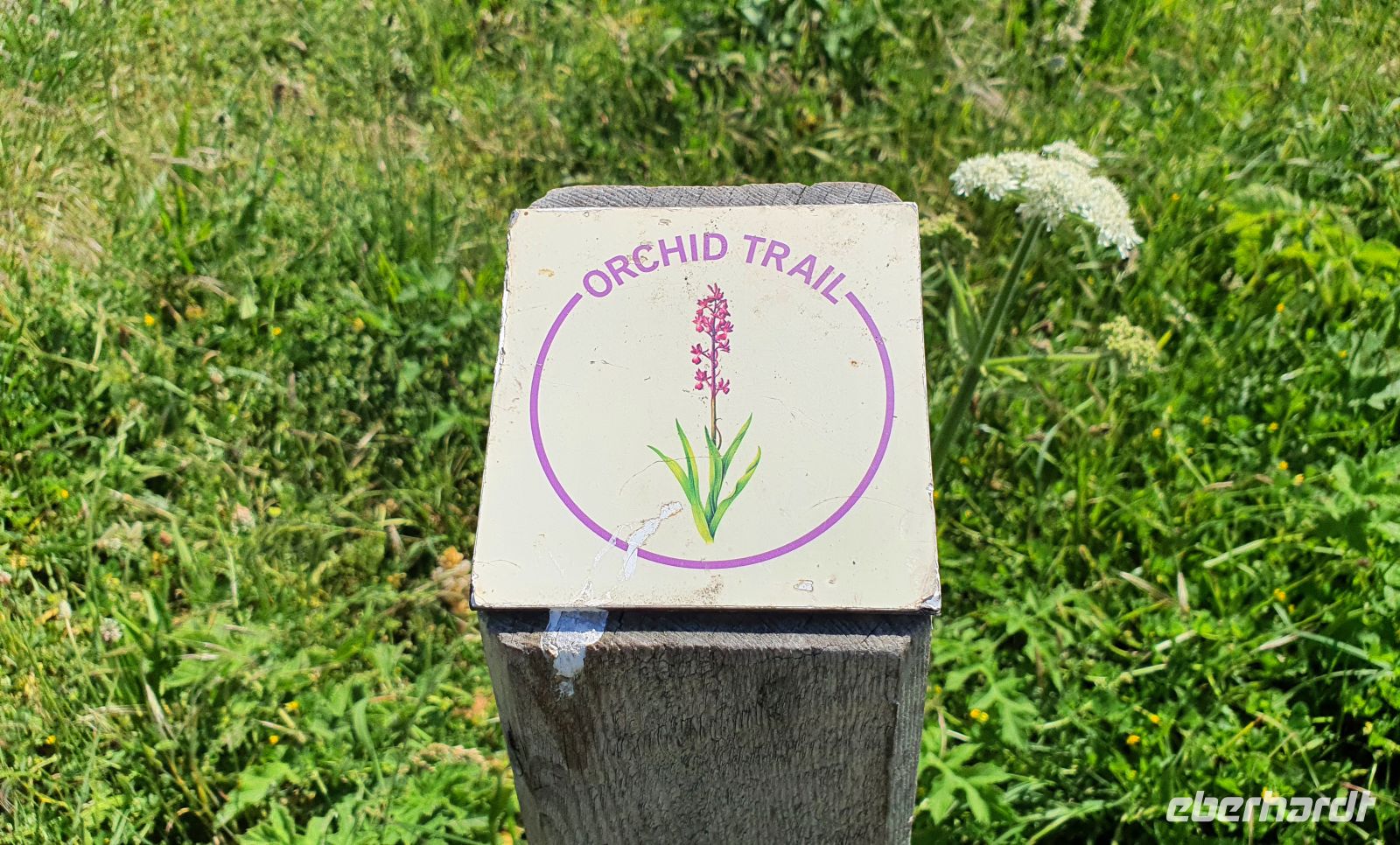 Orchid Trail auf Jersey - jetzt im Mai blühen wilde Orchideen &ndash; &copy; Kristin Weigel (Eberhardt TRAVEL)