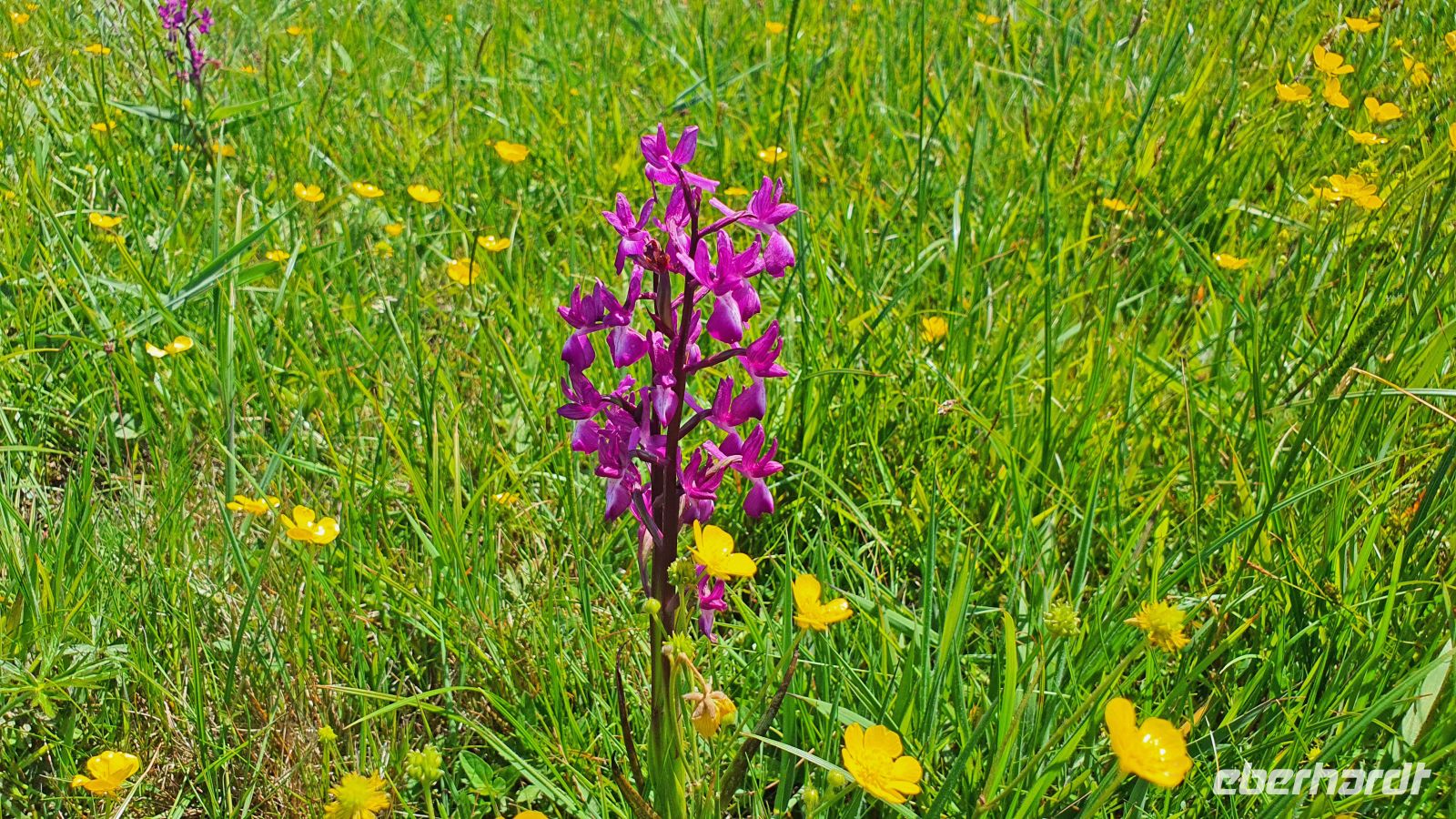 Jersey Orchid - jetzt im Mai blühen wilde Orchideen &ndash; &copy; Kristin Weigel (Eberhardt TRAVEL)