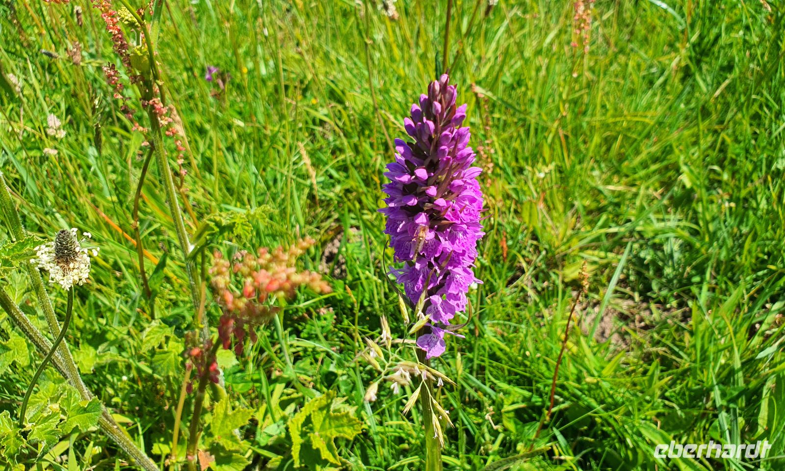 Southern March Orchid auf Jersey &ndash; &copy; Kristin Weigel (Eberhardt TRAVEL)