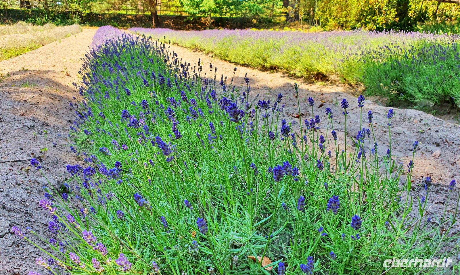 Lavendelfarm Jersey Lavender &ndash; &copy; Kristin Weigel (Eberhardt TRAVEL)