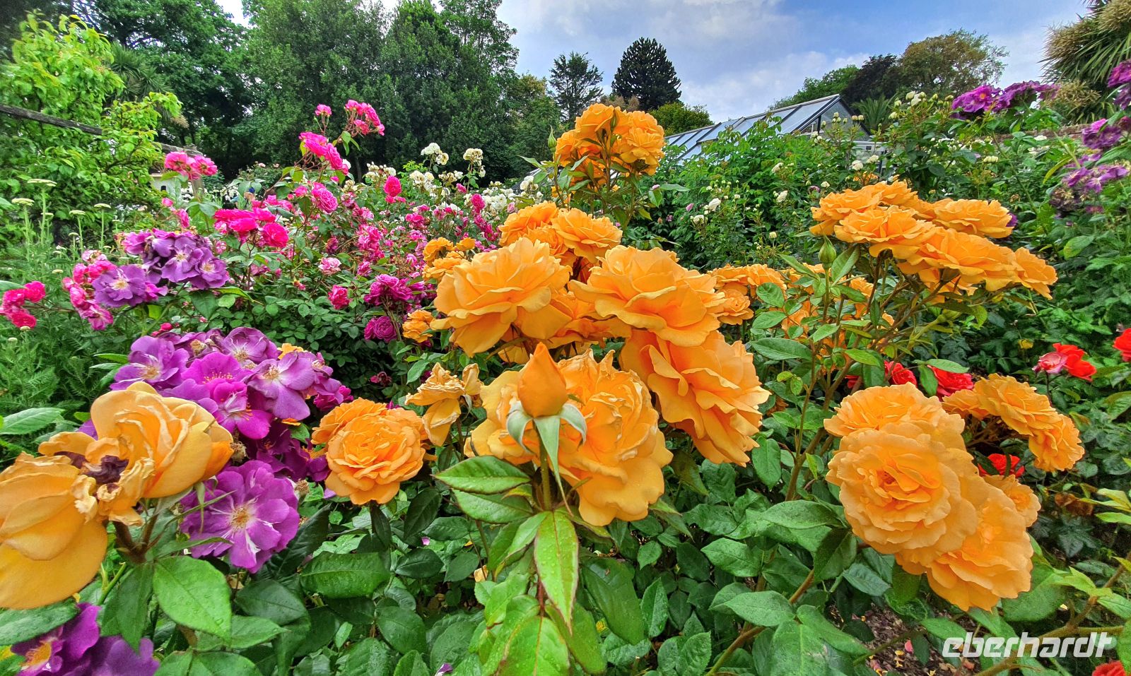 Gartentour auf Jersey - Rosengarten am Seafield House &ndash; &copy; Kristin Weigel (Eberhardt TRAVEL)