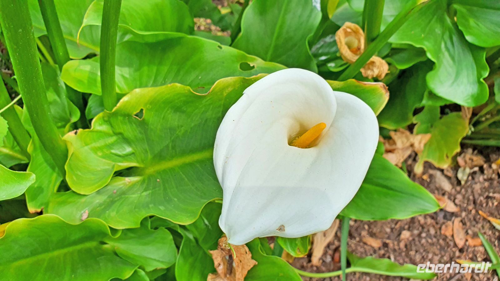 Gartentour auf Jersey - Calla am Seafield House &ndash; &copy; Kristin Weigel (Eberhardt TRAVEL)