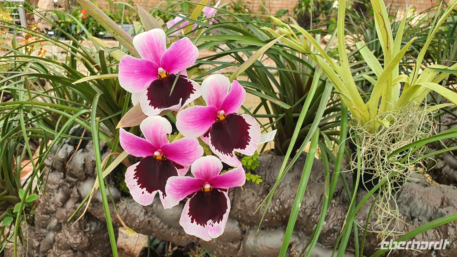 Im Orchideenhaus der Eric Young Orchid Foundation &ndash; &copy; Kristin Weigel (Eberhardt TRAVEL)