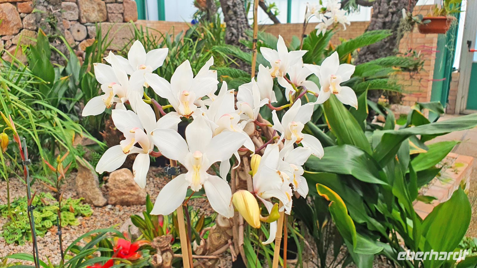Im Orchideenhaus der Eric Young Orchid Foundation &ndash; &copy; Kristin Weigel (Eberhardt TRAVEL)
