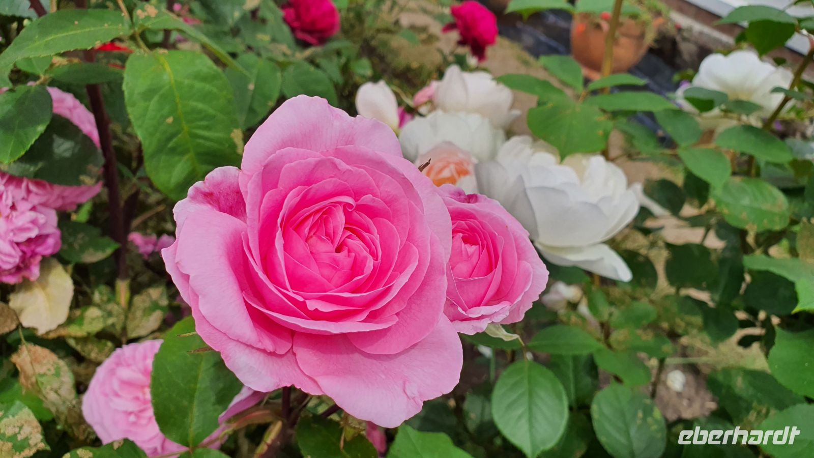 Candie Gardens in St. Peter Port - herrliche Rosen &ndash; &copy; Kristin Weigel (Eberhardt TRAVEL)
