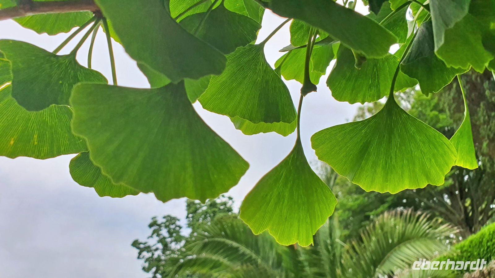 Candie Gardens in St. Peter Port - Gingko-Baum &ndash; &copy; Kristin Weigel (Eberhardt TRAVEL)