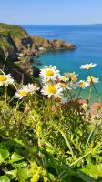 Blumen am La Coupée auf der Insel Sark &ndash; &copy; Kristin Weigel (Eberhardt TRAVEL)