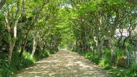 Herrlich schattige Allee auf Sark - Rue de la Seigneurie &ndash; &copy; Kristin Weigel (Eberhardt TRAVEL)