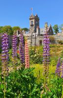 Gärten der Seigneurie auf Sark - Lupinen &ndash; &copy; Kristin Weigel (Eberhardt TRAVEL)