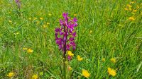 Jersey Orchid - jetzt im Mai blühen wilde Orchideen &ndash; &copy; Kristin Weigel (Eberhardt TRAVEL)